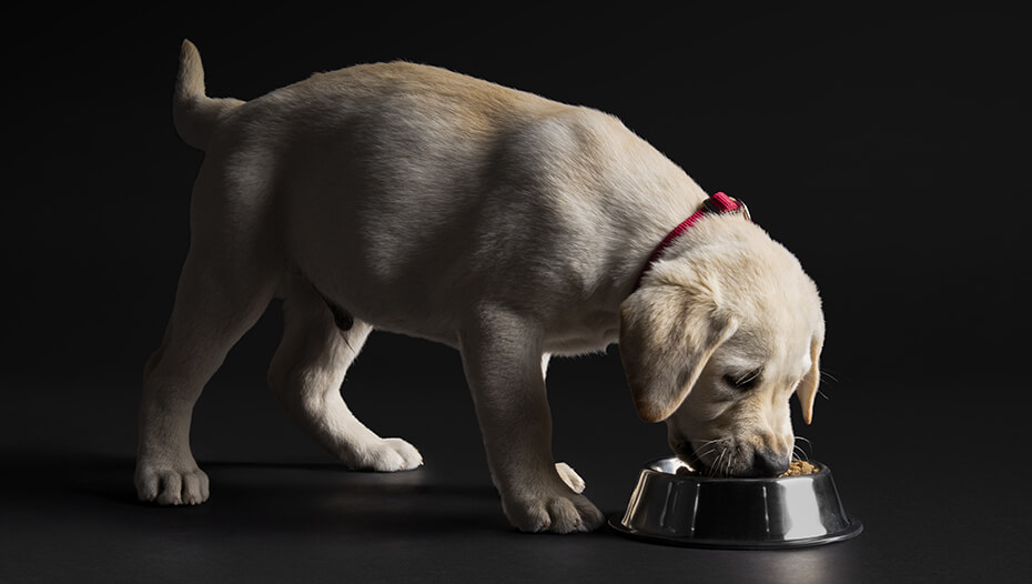 Labrador puppy eating from a bowl