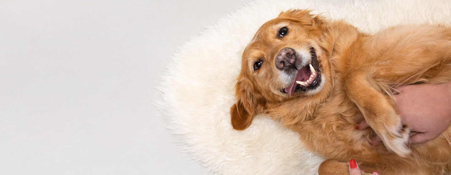 如何照顧你的熟齡犬