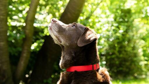 Dog looks up in garden