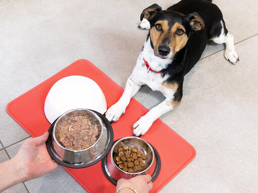 Dog being fed