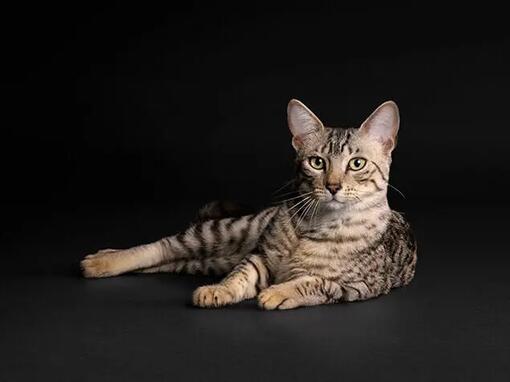 CatImages