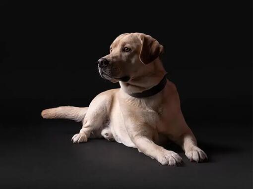DogImages