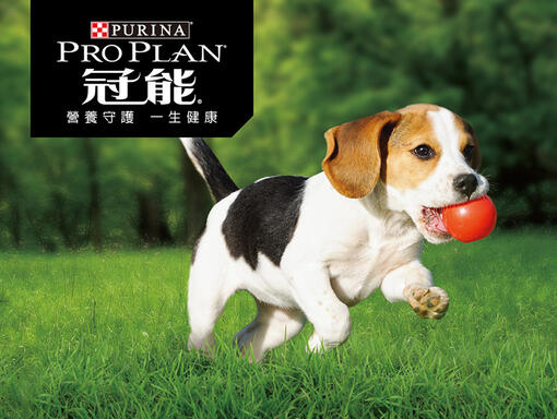 冠能頂級犬飼料