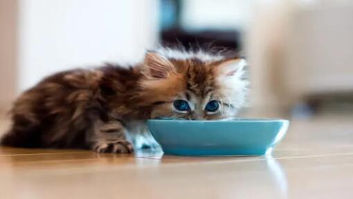 小貓從藍色碗裡吃東西