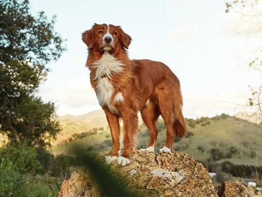 冠能成犬系列